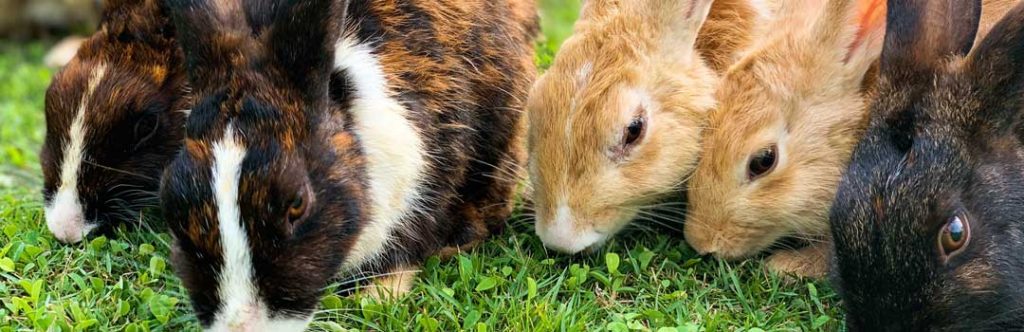 Rabbits eating grass together