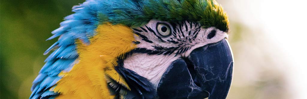 A happy parrot enjoys hemp bedding
