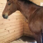 A brown horse in a horse stall with Dominion Hemp horse bedding.