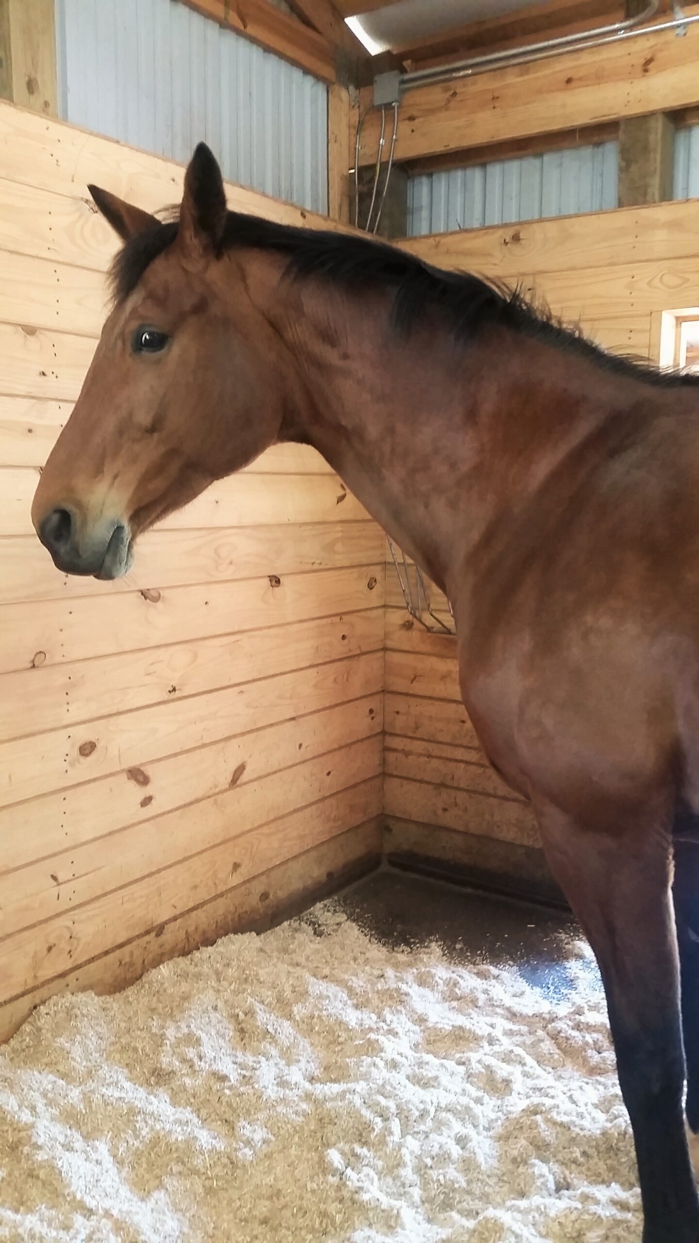 A brown horse in a horse stall with Dominion Hemp horse bedding.