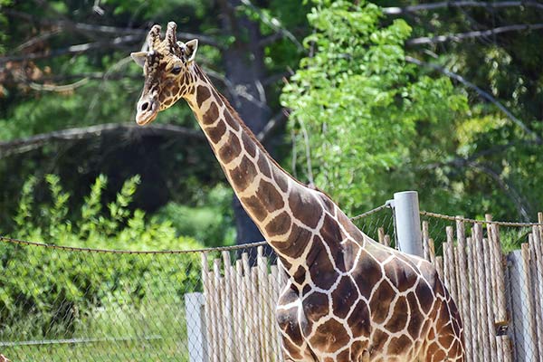 Dominion Hemp is used with Giraffe