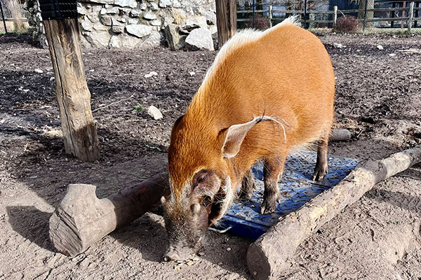 Dominion Hemp is Good for Hogs