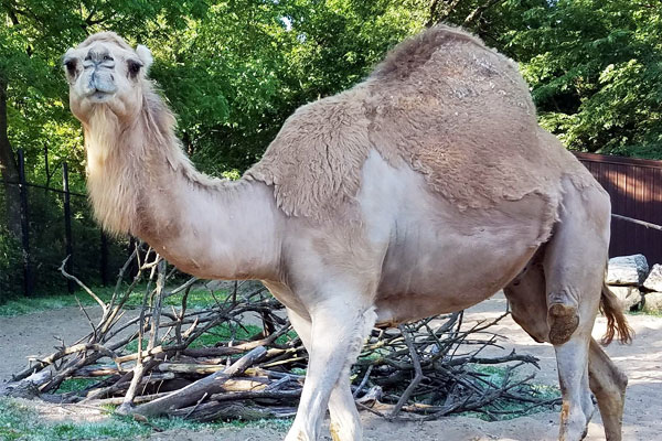 Dominion Hemp Keeps Camels Warm and Dry