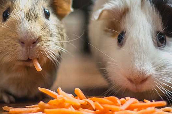 Guinea Pigs