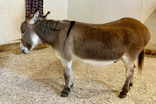 Mini Donkeys Benefit From Dominion Hemp