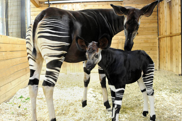 Okapi
