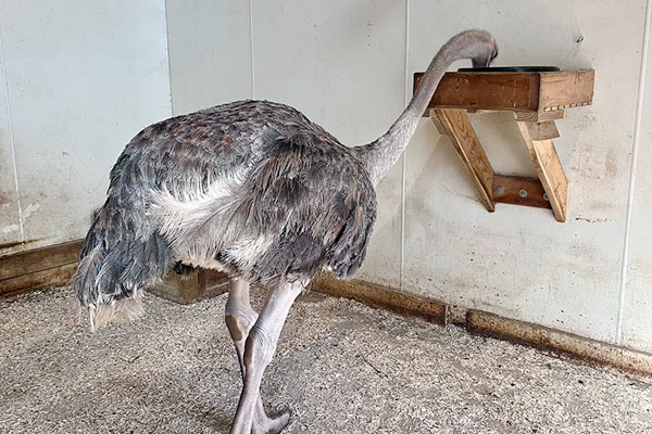 Ostriches Enjoy Dominion Hemp