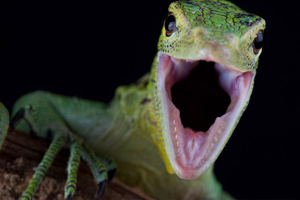 Tree Monitors Make Their Home in Dominion Hemp