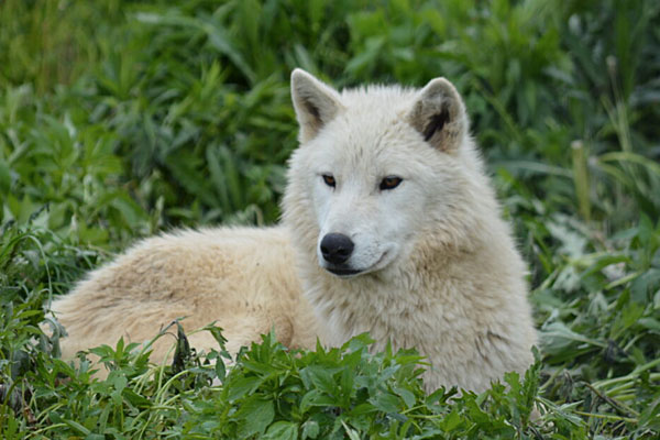wolves