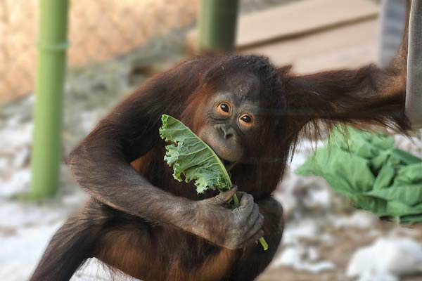 Cheyenne Mountain Zoo Orangutan