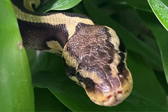 Moody Gardens Blood Python uses Dominion Hemp bedding