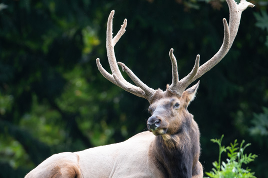 Elk living at the Wilderness Wildlife Center Sanctuary in Pennsylvania rest on Dominion Hemp.
