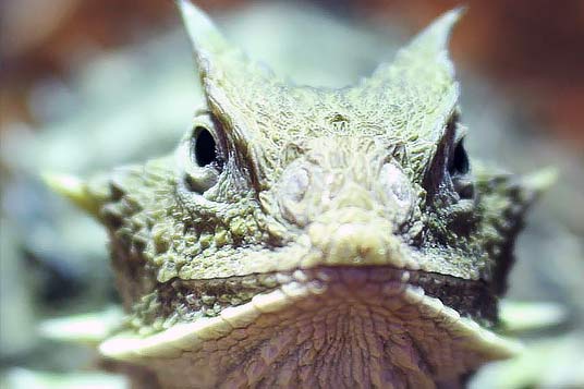 Giant Horned Lizard