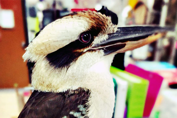 Laughing Kookaburra