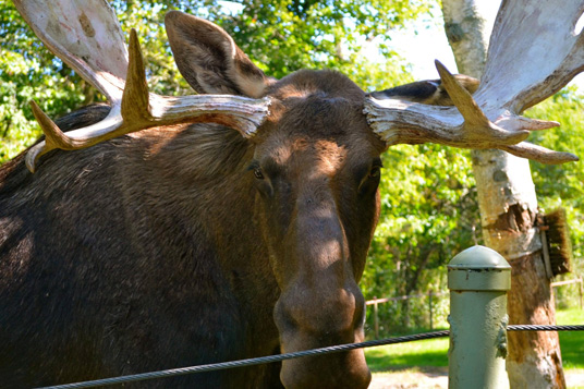Moose at the Wilderness Wildlife Center bed on Dominion Hemp.