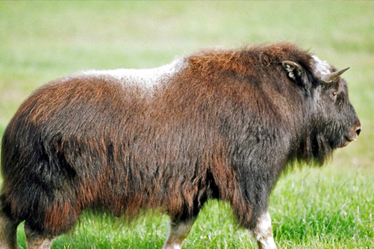 Dominion Hemp's bedding is as Mighty as a Musk Ox when it comes to fighting odors!