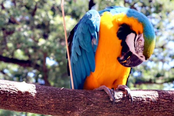 Parrots