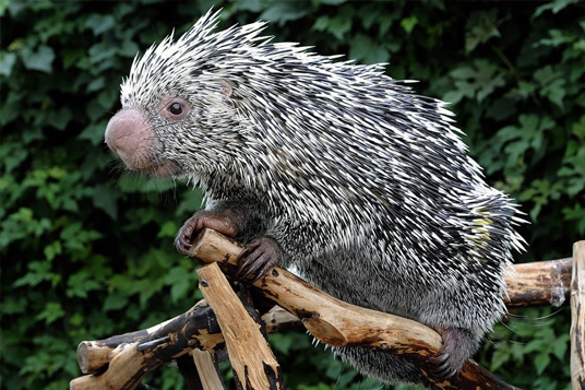 Moody Gardens prehensile tail porcupines love Dominion Hemp bedding