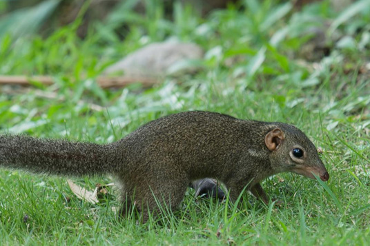 Moody Gardens northern tree shrews enjoy Dominion Hemp bedding