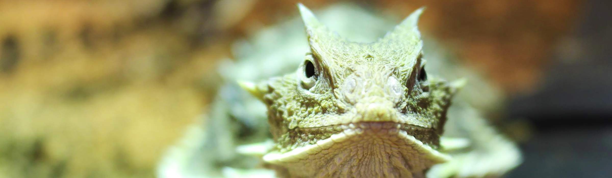 Closeup on the face of a giant horn lizard as it relaxes on Dominion Hemp bedding in the Omaha Zoo's lizard house.